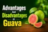 Advantages and Disadvantages of Guava - Post Thumbnail