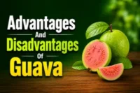 Advantages and Disadvantages of Guava