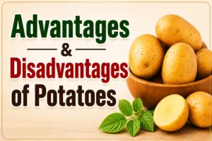 Advantages and Disadvantages of Potatoes: Benefits & Side Effects 