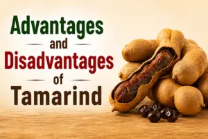 Advantages and Disadvantages of Tamarind: Benefits & Side Effect