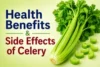 Health Benefits and Side Effects of Celery (Ajmood) - Post Thumbnail
